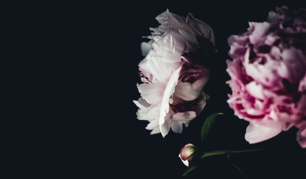 Peony